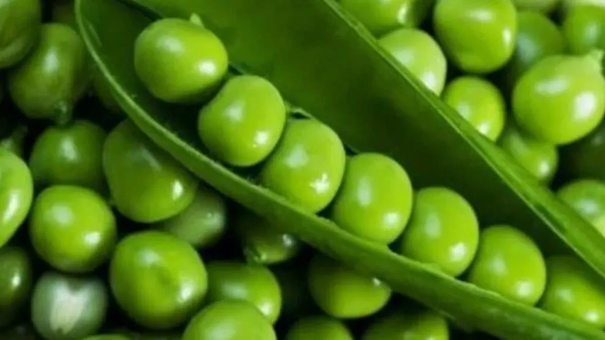Filizlenmiş Bezelye Pişirilir Mi? Filizlenen Bezelye Tüketilir Mi?