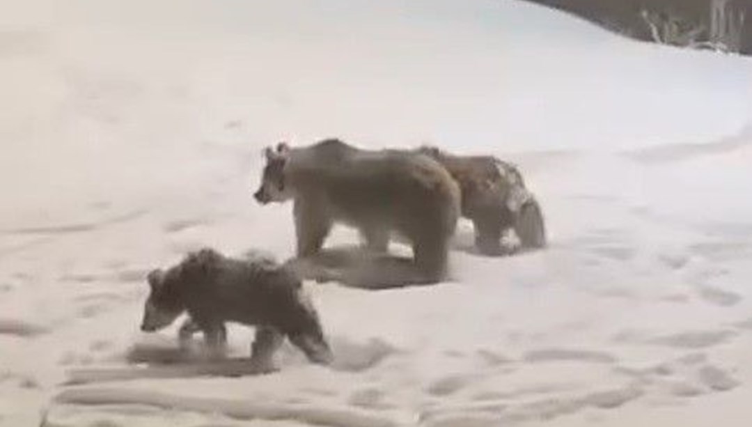 Anne ve yavru ayılar yiyecek aramaya indi